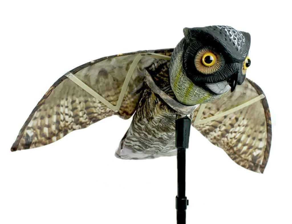 birdbusters202609192036192820636