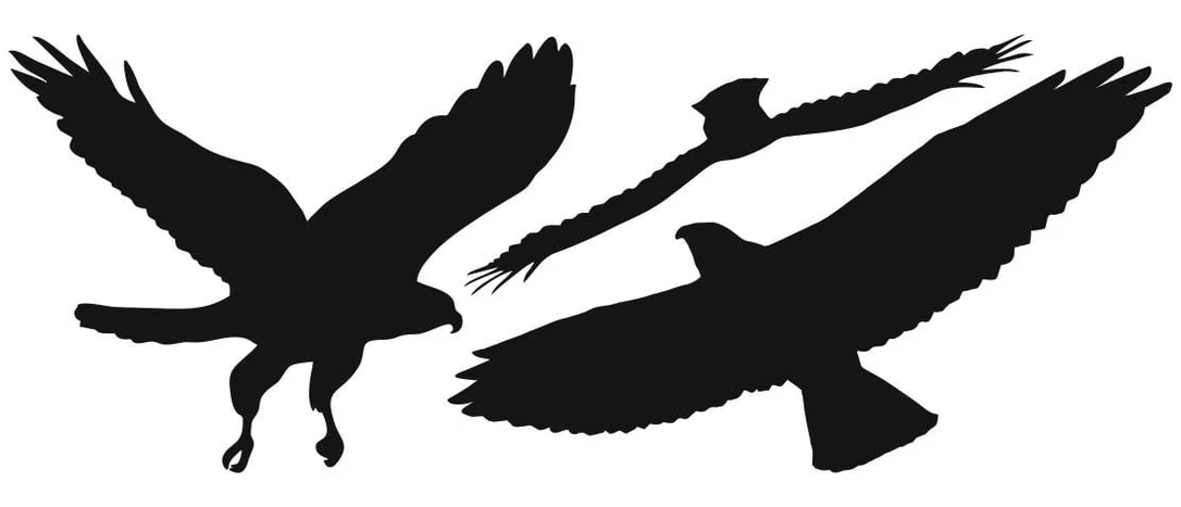 birdbusters202609192039262821523