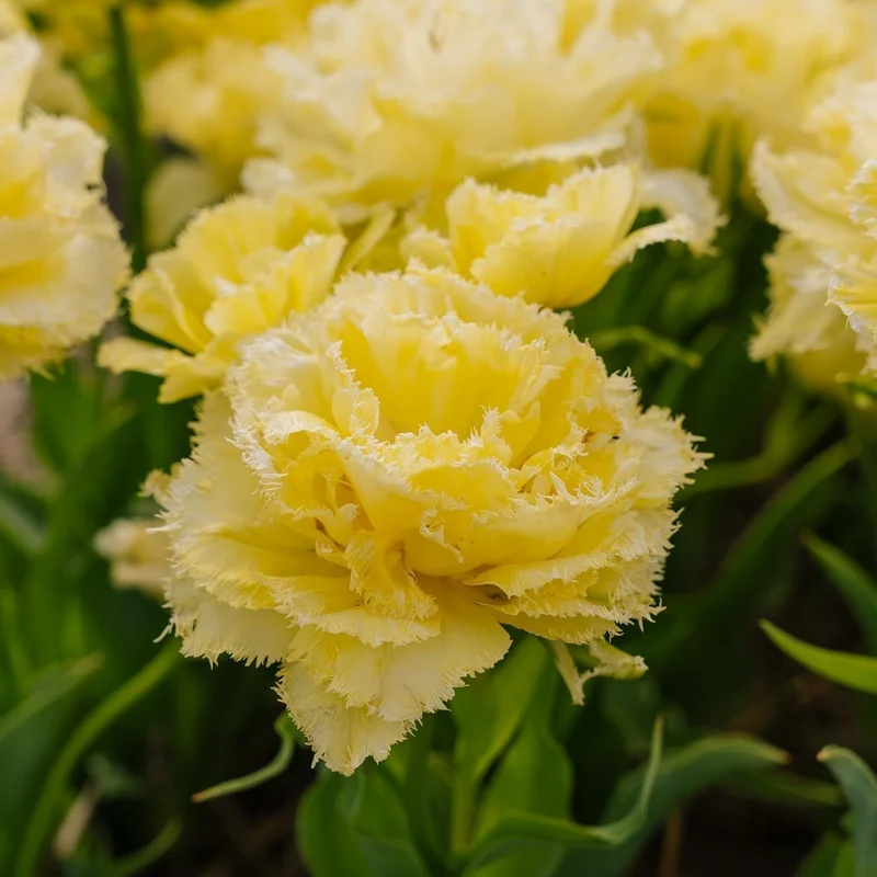 blomea202609301555091098629