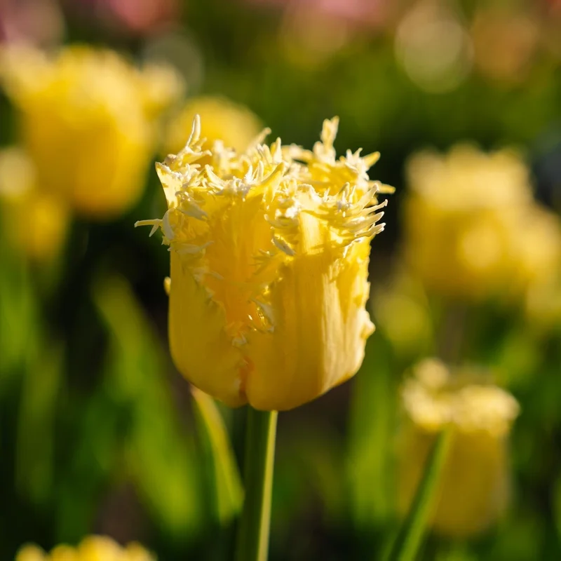 blomea202609301555271098720