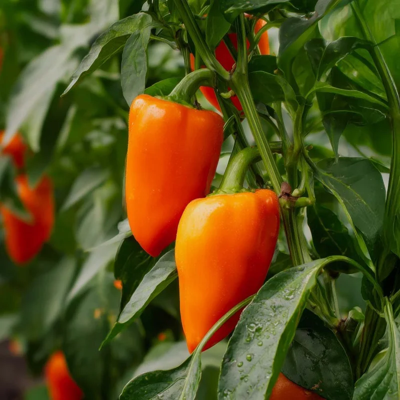 blomea202609301558321100016