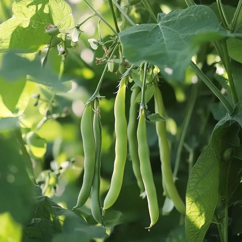 blomea202609301558571100181