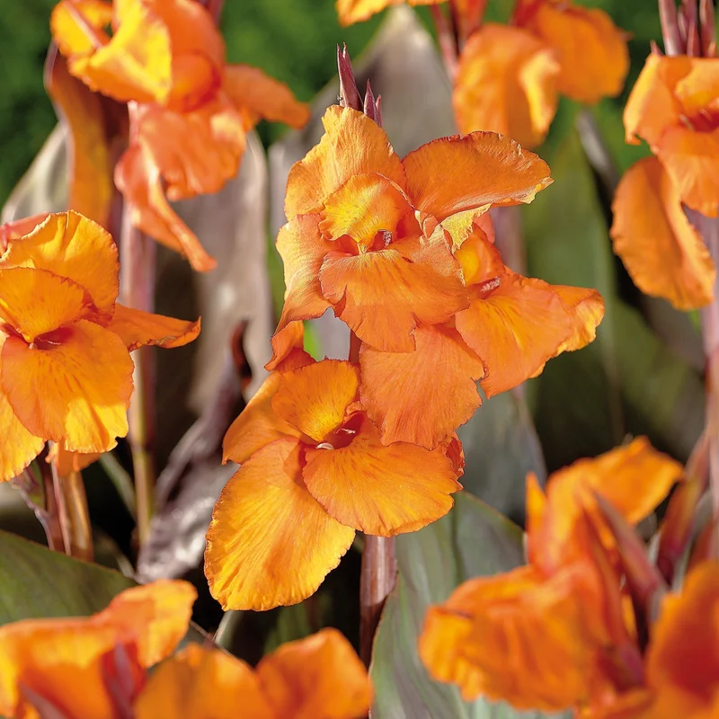 blomea202609301608061103956