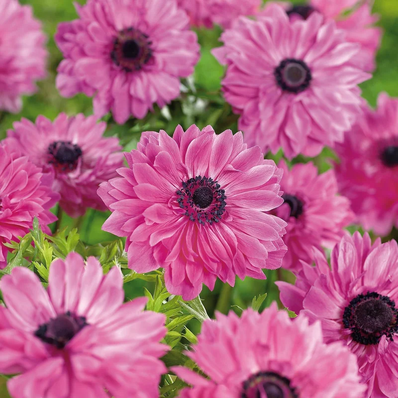 blomea202609301610321104890