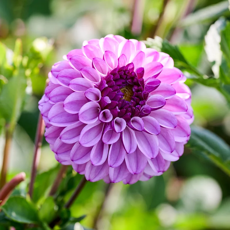 blomea202609301623151109926