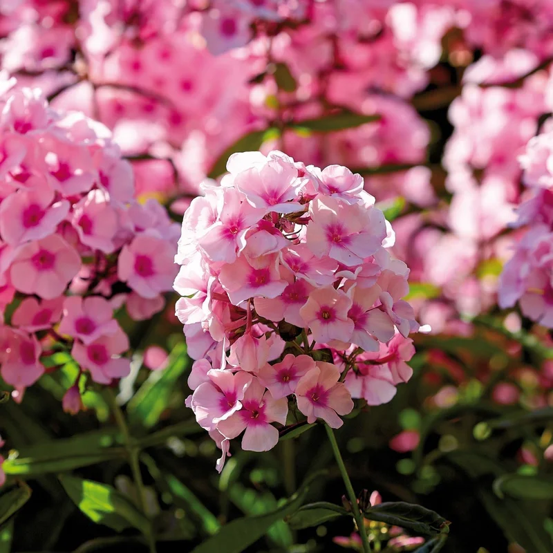 blomea202609301655181119798