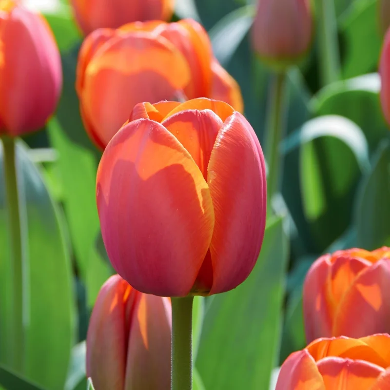 blomea202609301659381121251