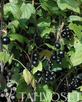 hennanpihaputiikki202609192356412864734