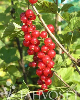 hennanpihaputiikki202609192359412865205