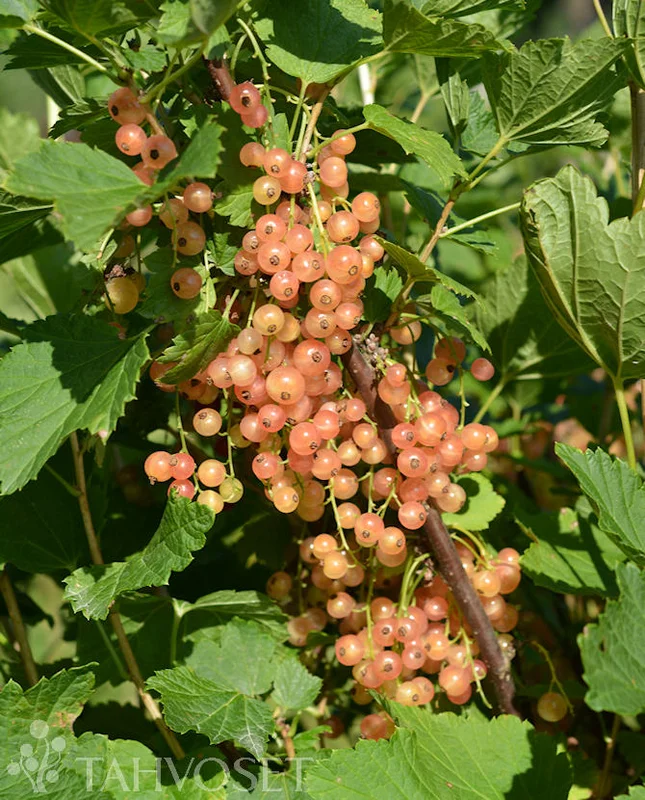 hennanpihaputiikki202609200056512874111