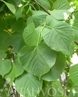 hennanpihaputiikki202609200105482875432