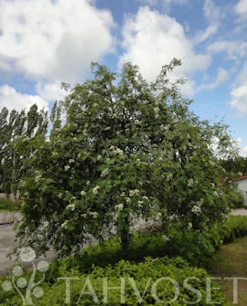 hennanpihaputiikki202609200111282876276