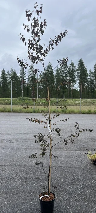 hennanpihaputiikki202609200138412880699