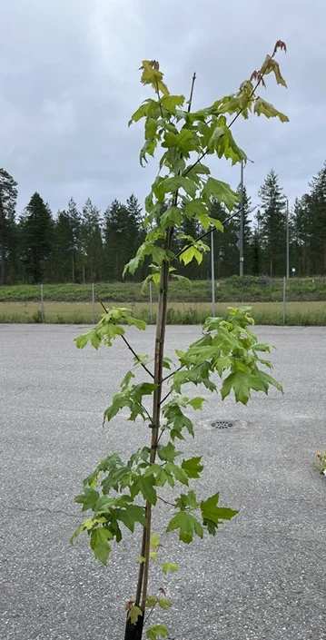 hennanpihaputiikki202609200149222882519