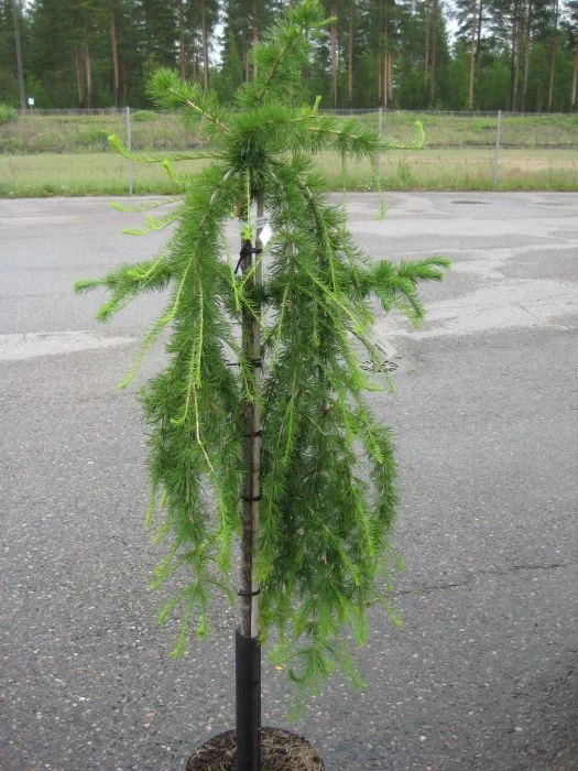 hennanpihaputiikki202609200153572883296