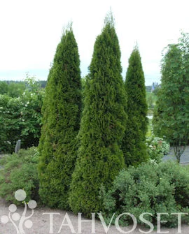 hennanpihaputiikki202609200154122883345