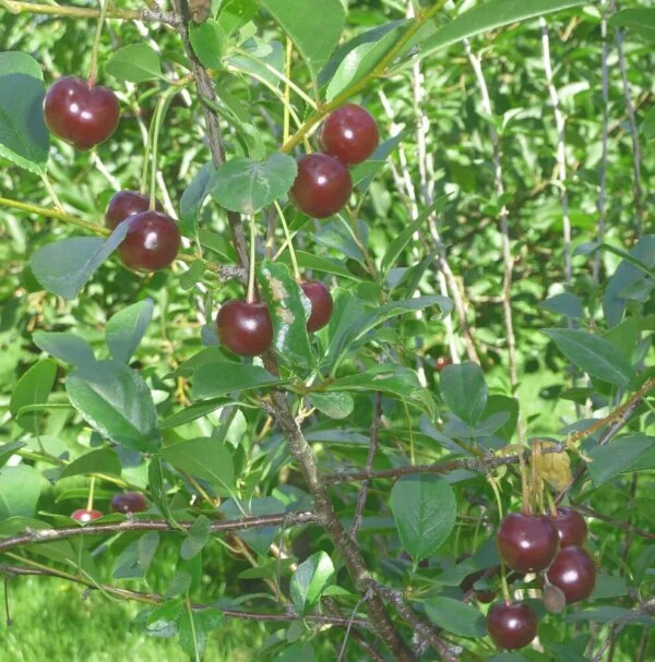 hennanpihaputiikki202609200154452883444