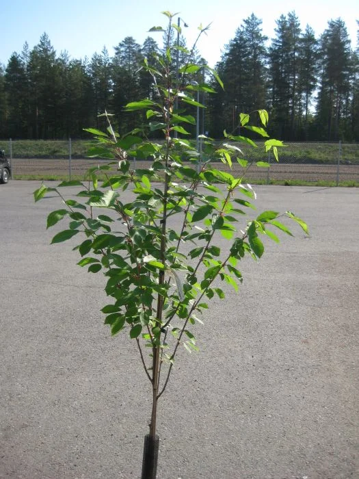 hennanpihaputiikki202609200155372883616