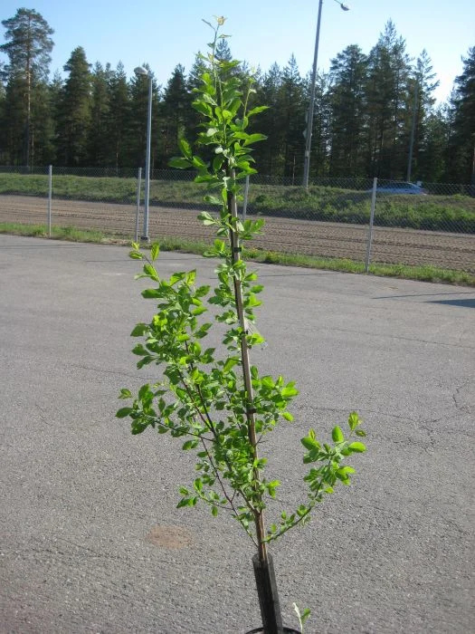 hennanpihaputiikki202609200156072883704