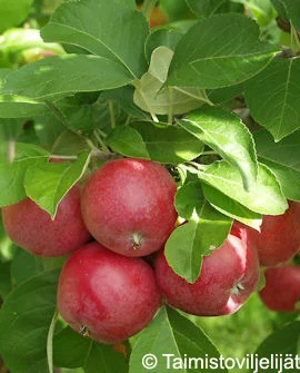 hennanpihaputiikki202609200156412883808