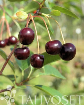hennanpihaputiikki202609200157102883905
