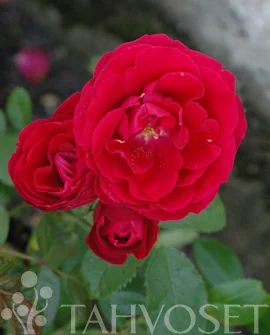 hennanpihaputiikki202609200201092884566