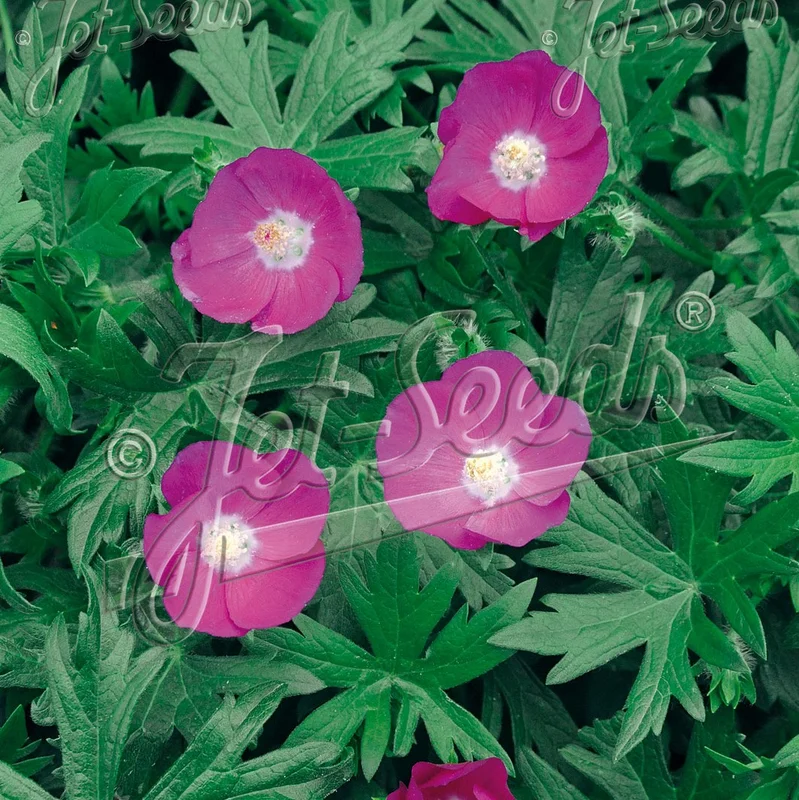 hyotykasviyhdistys202609200041052871997