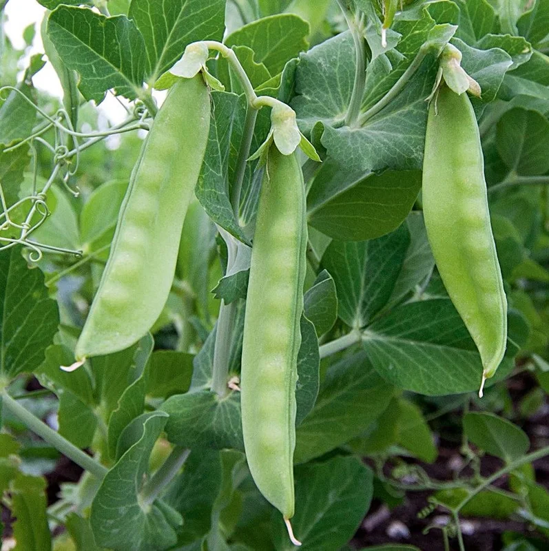 hyotykasviyhdistys202609200045242872569