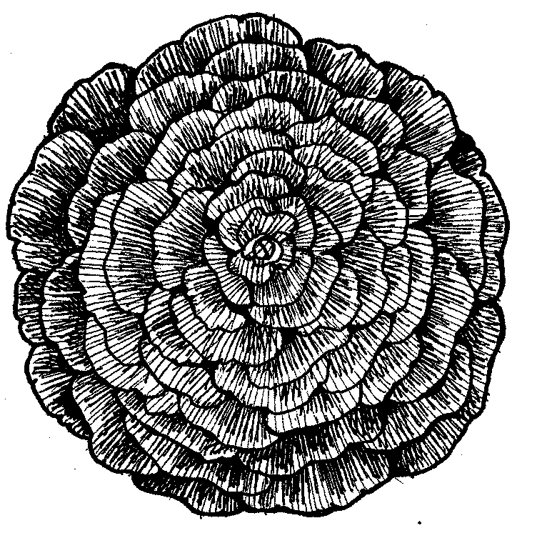 hyotykasviyhdistys202609200048472872997