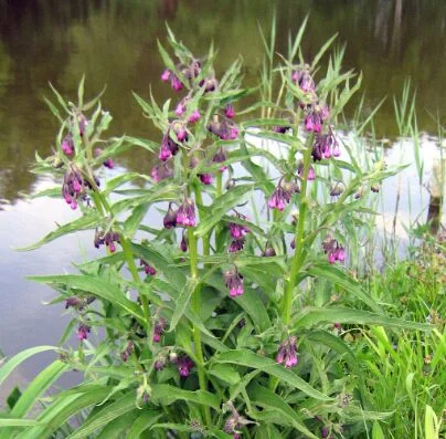 hyotykasviyhdistys202609200101182874788