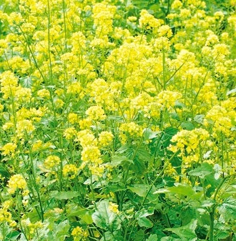 hyotykasviyhdistys202609200104322875243