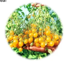 hyotykasviyhdistys202609200105132875348
