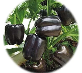 hyotykasviyhdistys202609200105202875366