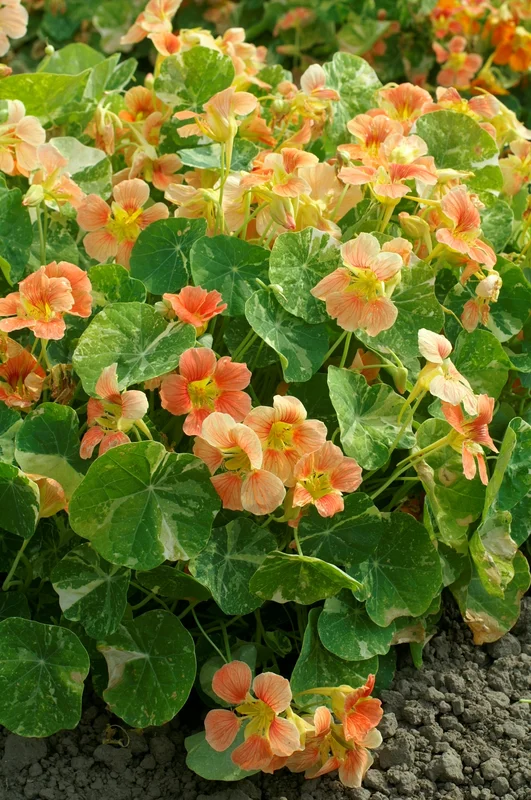 hyotykasviyhdistys202609200119262877561