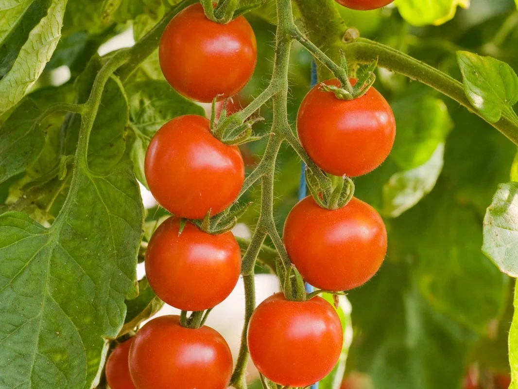 hyotykasviyhdistys202609200121002877834