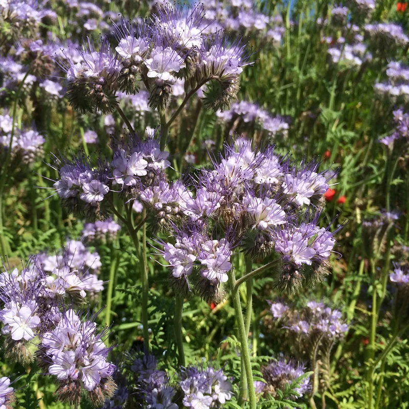 hyotykasviyhdistys202609200123302878286