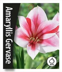 hyotykasviyhdistys202609200130502879488