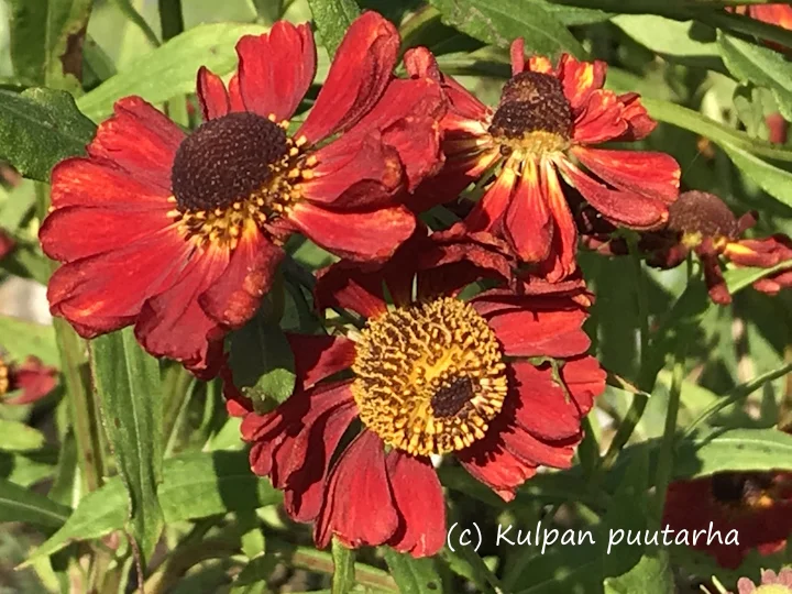 kulpanpuutarha20261015103158305128