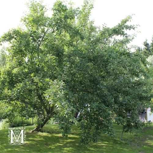 mustilapuutarha20261015103101304661