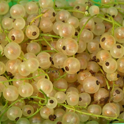 mustilapuutarha20261015103105304694