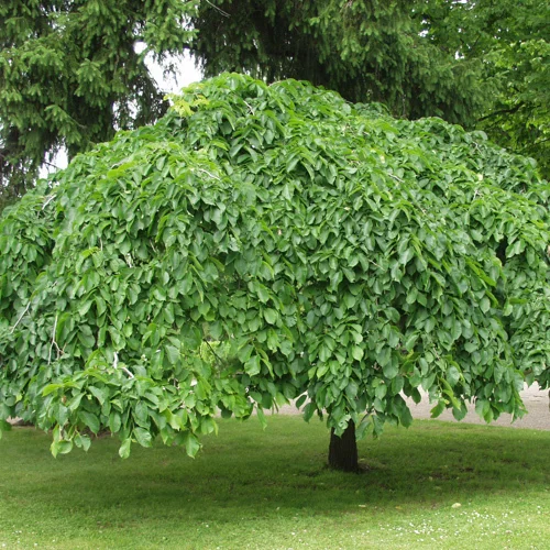 mustilapuutarha20261015103705307788