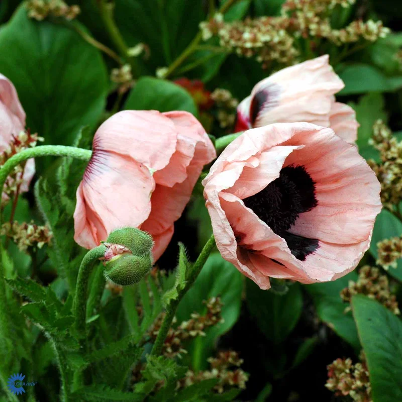 mustilapuutarha20261015104136309803