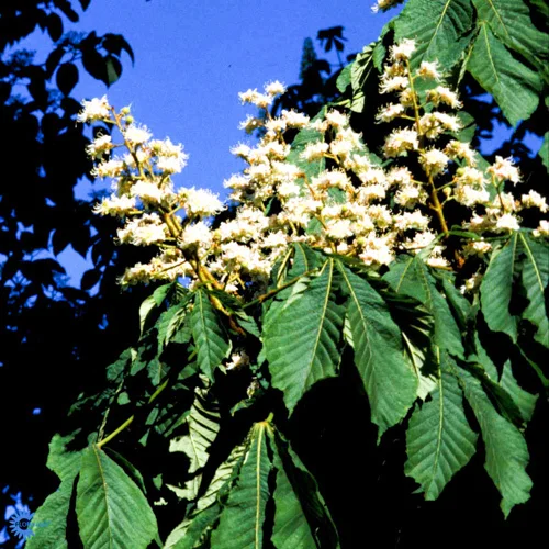 mustilapuutarha20261015104221310142