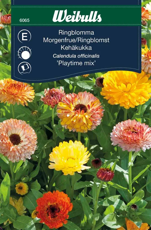 mustilapuutarha20261015105820315484