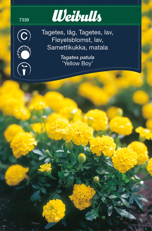 mustilapuutarha20261015110356316951