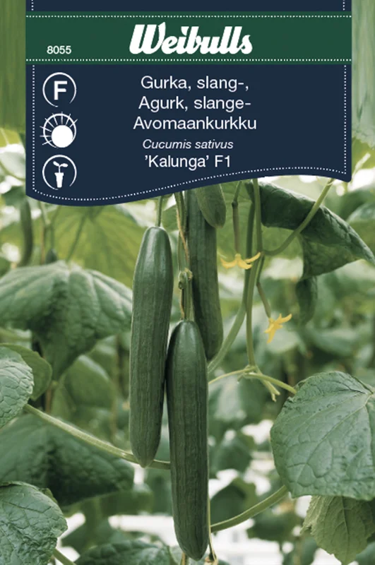 mustilapuutarha20261015110509317264