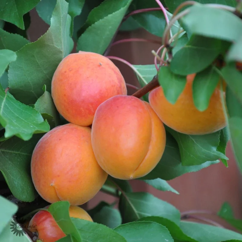 mustilapuutarha20261015111127318777