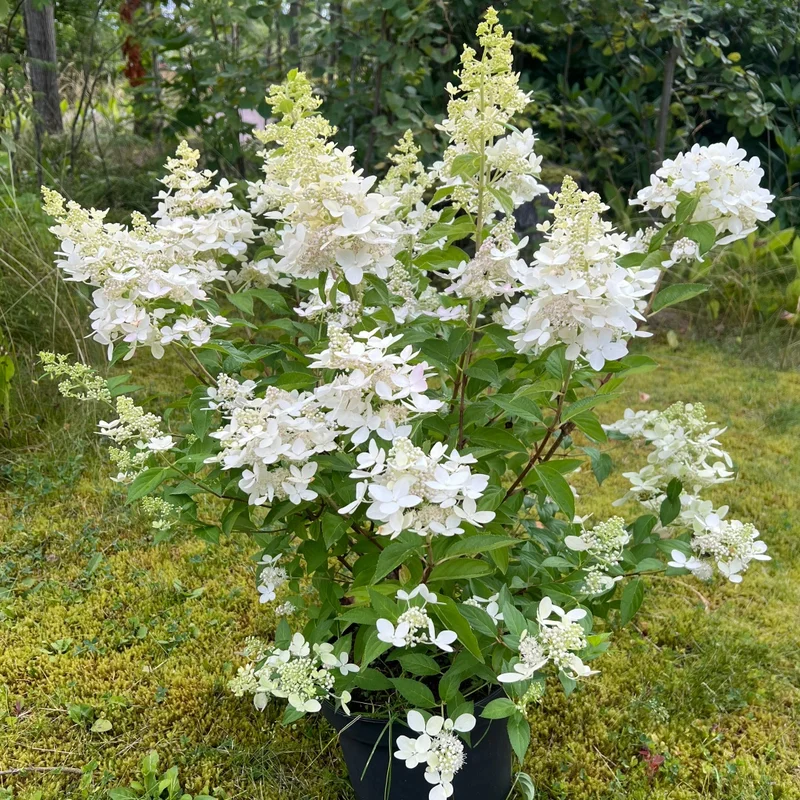 mustilapuutarha20261015111332319266