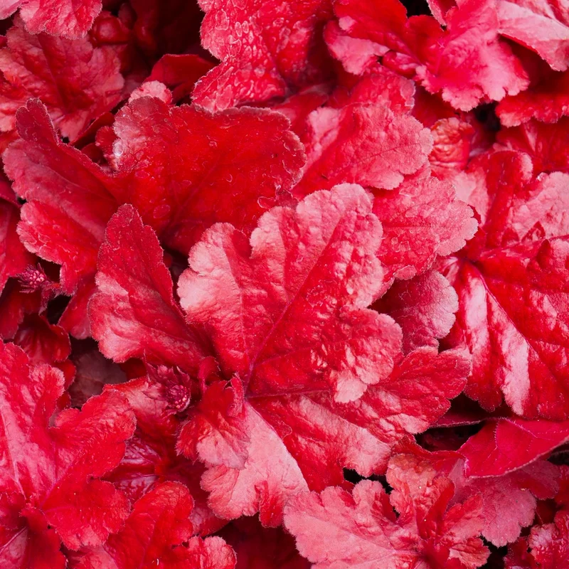 mustilapuutarha20261015111925320631