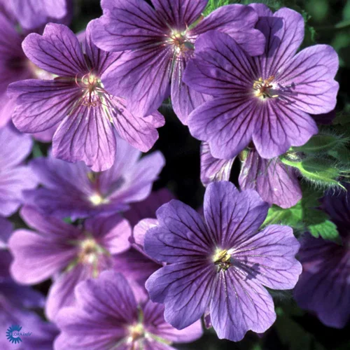 mustilapuutarha20261015111949320713